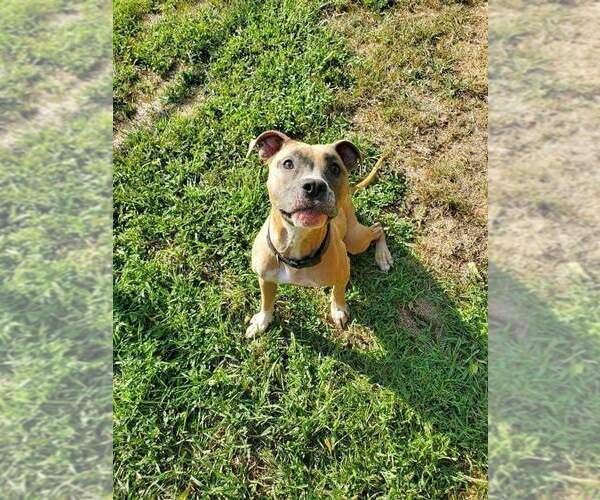 Medium Photo #6 Mutt Puppy For Sale in Farmington, MN, USA