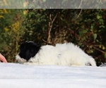 Small #22 ShihPoo