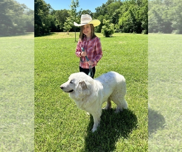 Medium Photo #1 Great Pyrenees Puppy For Sale in JERSEYVILLE, IL, USA