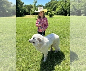 Mother of the Great Pyrenees puppies born on 06/02/2025