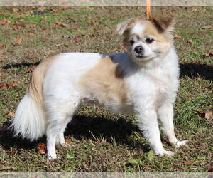 ShiChi Dogs for adoption in Prattville, AL, USA