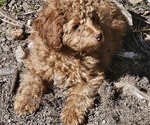 Small #4 Poodle (Miniature)