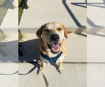 Small #24 Retriever  Mix