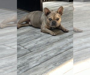 Father of the French Bulldog puppies born on 07/24/2025