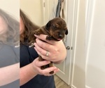 Small Photo #2 Dachshund Puppy For Sale in MYRTLE BEACH, SC, USA