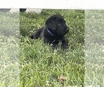 Litter of 3 - Female Labrador RetrieverLitter of Puppies for Sale - Photo #5