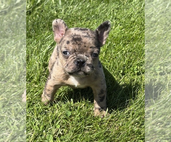 Medium Photo #4 Faux Frenchbo Bulldog Puppy For Sale in ROCK STREAM, NY, USA