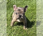 Small #3 Faux Frenchbo Bulldog