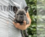 Small #1 French Bulldog