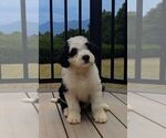 Puppy Duke Bernese Mountain Dog-Portuguese Water Dog Mix