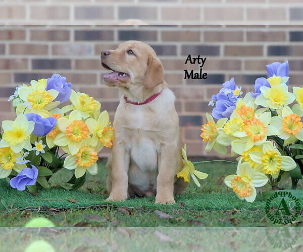 Medium Photo #4 Labrador Retriever Puppy For Sale in BRIDGEWATER, VA, USA