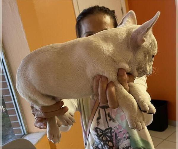 Medium Photo #4 French Bulldog Puppy For Sale in WINDERMERE, FL, USA