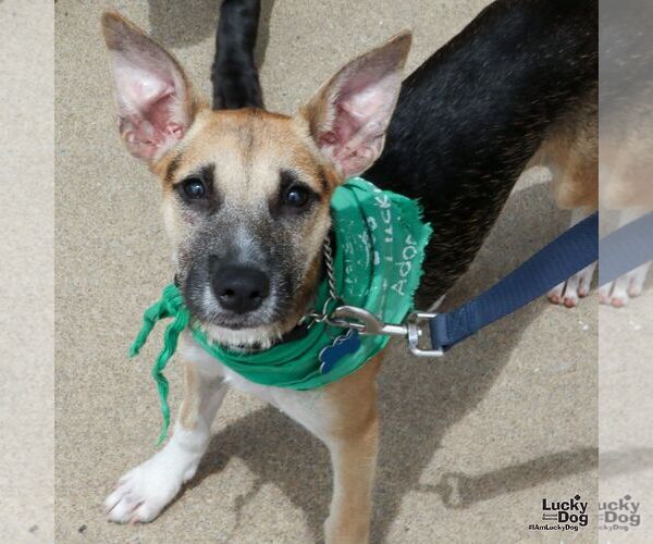Medium Photo #3 Mutt Puppy For Sale in Washington, DC, USA