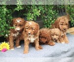 Small Photo #2 Goldendoodle-Poodle (Miniature) Mix Puppy For Sale in EAST EARL, PA, USA