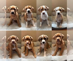 Australian Shepherd-Mastiff Mix Dogs for adoption in Anchorage, AK, USA