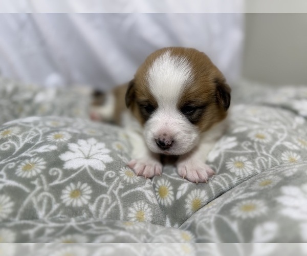 Medium Photo #21 Pembroke Welsh Corgi Puppy For Sale in GRAND RAPIDS, MI, USA