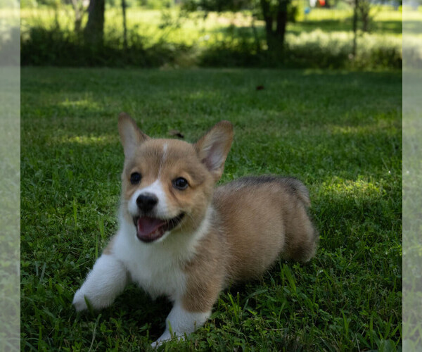 Medium Photo #6 Pembroke Welsh Corgi Puppy For Sale in NEW DOUGLAS, IL, USA