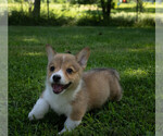 Small Photo #6 Pembroke Welsh Corgi Puppy For Sale in NEW DOUGLAS, IL, USA