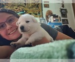 Small Photo #14 German Shepherd Dog Puppy For Sale in CECILIA, KY, USA