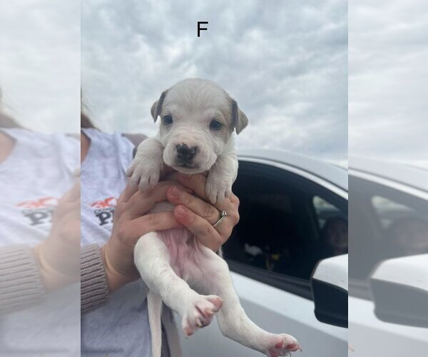 Medium Photo #1 Mutt Puppy For Sale in San Angelo, TX, USA