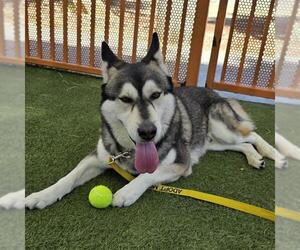 Gerberian Shepsky Dogs for adoption in Las Vegas, NV, USA