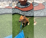 Small #3 Mutt