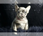 Puppy Raja AKC French Bulldog