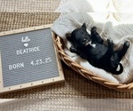 Small #5 Goldendoodle