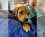 Small #10 American Staffordshire Terrier-Labrador Retriever Mix