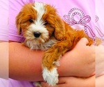 Small Goldendoodle (Miniature)
