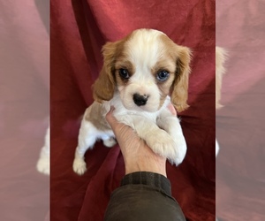 Cavalier King Charles Spaniel Dog for Adoption in CENTURIA, Wisconsin USA