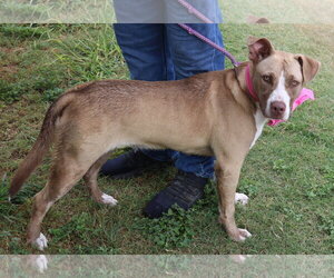 QT - Female Labrador Retriever Dog for Adoption - Photo #3