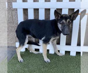 German Shepherd Dog-Unknown Mix Dogs for adoption in Modesto, CA, USA