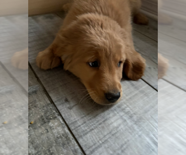 Medium Photo #9 Golden Retriever Puppy For Sale in ORLANDO, FL, USA