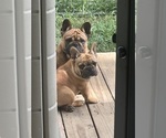 Small #2 French Bulldog