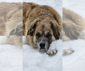 Great Pyrenees-Saint Bernard Mix Dogs for adoption in Croydon, NH, USA