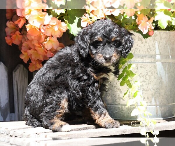 Medium Photo #3 Miniature Bernedoodle Puppy For Sale in FREDERICKSBG, OH, USA