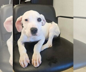 Mutt Dogs for adoption in Lakewood, CO, USA