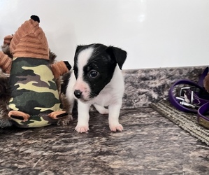 Jack Russell Terrier Puppy for sale in BELLE, MO, USA