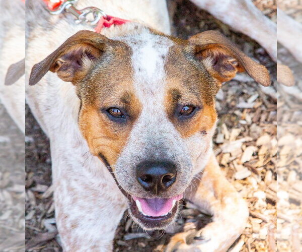 Medium Photo #3 Mutt Puppy For Sale in Canton, CT, USA