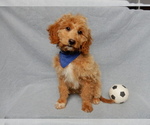 Small #3 Goldendoodle (Miniature)