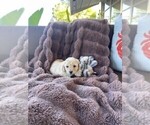 Puppy Cutie Pie 2 Bichpoo