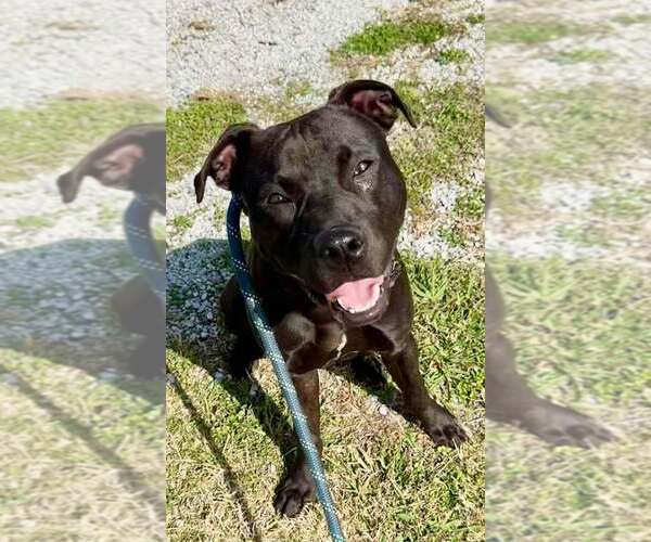 Medium Photo #6 Mutt Puppy For Sale in Abbeville, LA, USA