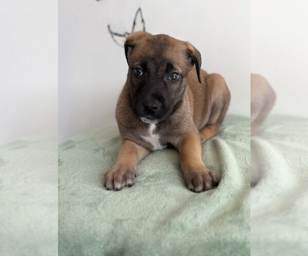 Medium Photo #4 Mutt Puppy For Sale in Studio City, CA, USA