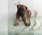 Small #3 Mutt