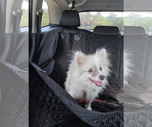 Medium Photo #5 Pomeranian Puppy For Sale in Sanford, FL, USA