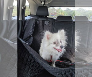 Gello FH - Male Pomeranian Dog for Adoption - Photo #5