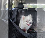 Small Photo #5 Pomeranian Puppy For Sale in Sanford, FL, USA