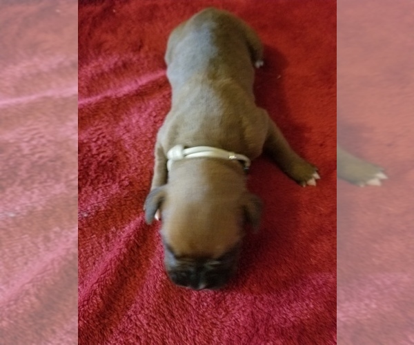 Medium Photo #3 Boxer Puppy For Sale in METROPOLIS, IL, USA