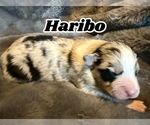 Puppy Haribo Australian Shepherd